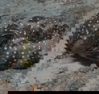 The Wrecks Dive Site at Moreton Island - Restaurant Gold Coast