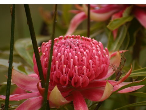Vortex Healing Centre - Restaurant Gold Coast 2