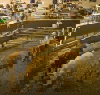 Wagga Wagga Livestock Marketing Centre - Restaurant Gold Coast