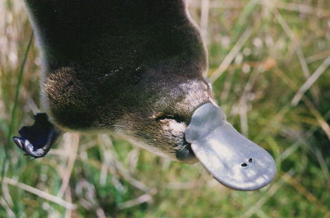 Warrawong Wildlife Sanctuary - Restaurant Gold Coast 0