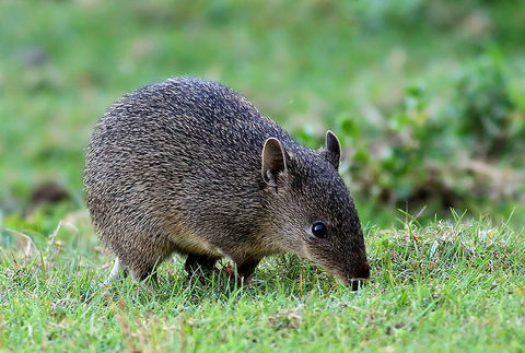 Warrawong Wildlife Sanctuary - Restaurant Gold Coast 1