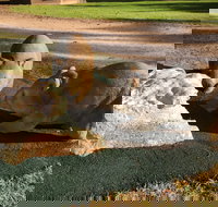 Wombat Statues Moonta - Restaurant Gold Coast