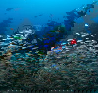 Aarhus Dive Site - Restaurant Gold Coast