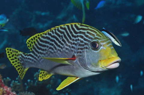 Beaver Reef Dive Site - Restaurant Gold Coast 0
