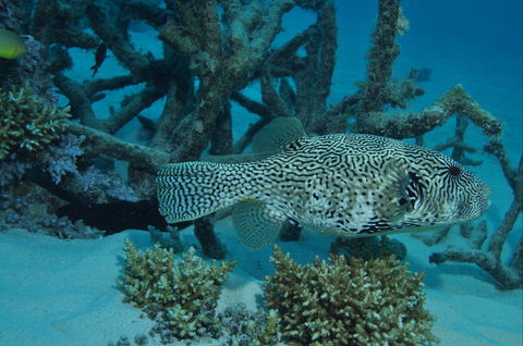 Beaver Reef Dive Site - Restaurant Gold Coast 1