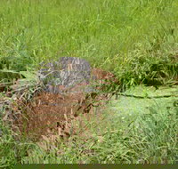 Brocks Creek Chinatown and Temple Site - Restaurant Gold Coast