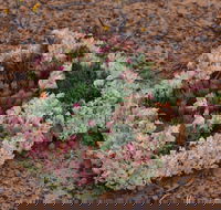 Coorow Wreath Flowers - Restaurant Gold Coast