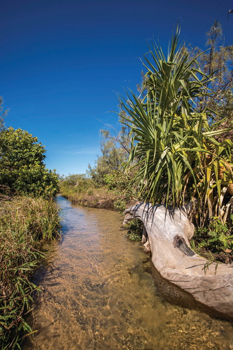 Freshwater Creek Track, Byfield National Park - Restaurant Gold Coast 2