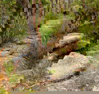 Mount Olive Trail - Restaurant Gold Coast