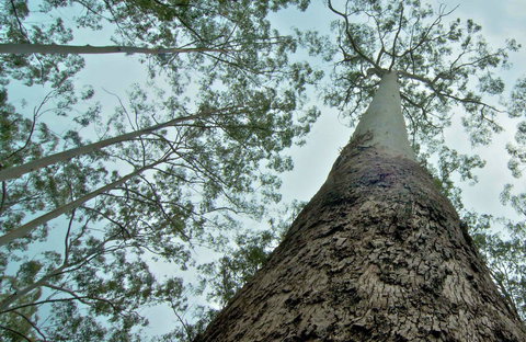 O'Sullivans Gap Picnic Area - Restaurant Gold Coast 0