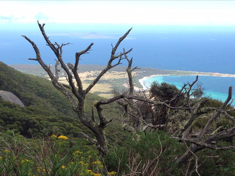 Strzelecki Peaks Great Short Walk - Restaurant Gold Coast 0
