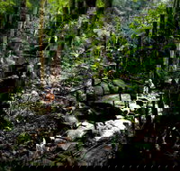 Strickland State Forest - Restaurant Gold Coast