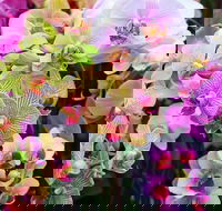 Tinonee Orchid Nursery - Restaurant Gold Coast