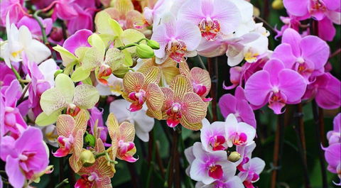 Tinonee Orchid Nursery - Restaurant Gold Coast 0