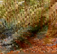 Burrawang Walking Track - Restaurant Gold Coast