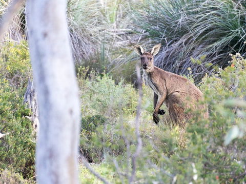 Kaiserstuhl Conservation Park - Restaurant Gold Coast 0