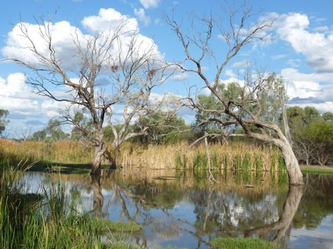 Lagoon Creek - Restaurant Gold Coast 0