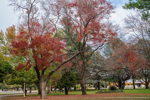 Queanbeyan Central Park - Restaurant Gold Coast 1