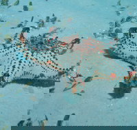 The Pines Dive Site - Restaurant Gold Coast