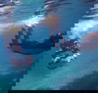 Small-Group Underwater Scooter Experience in Clovelly - Restaurant Gold Coast