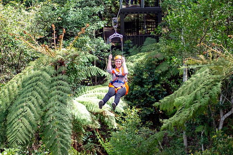 Illawarra Fly Treetop Adventures Treetop Walk Admission Ticket - Restaurant Gold Coast 2