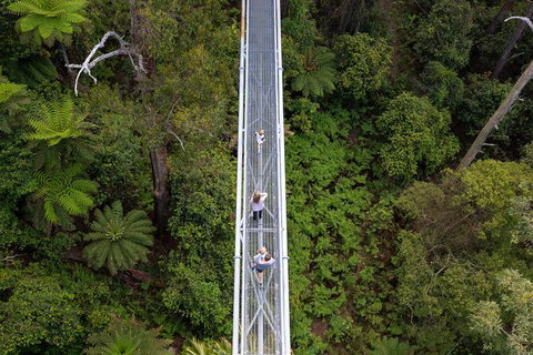 Illawarra Fly Treetop Adventures Treetop Walk Admission Ticket - Restaurant Gold Coast 4