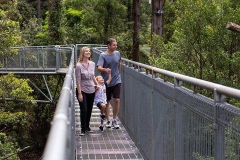 Illawarra Fly Treetop Adventures Treetop Walk Admission Ticket - Restaurant Gold Coast 1