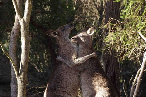 Kangaroo Encounter & Aboriginal Rock Arts Half-Day Trip From Sydney - Restaurant Gold Coast 9