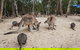 Kangaroo Encounter & Aboriginal Rock Arts Half-Day Trip From Sydney - thumb 6