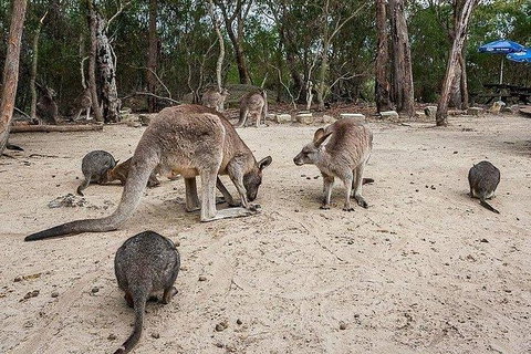 Kangaroo Encounter & Aboriginal Rock Arts Half-Day Trip From Sydney - Restaurant Gold Coast 6