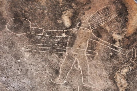 Kangaroo Encounter & Aboriginal Rock Arts Half-Day Trip From Sydney - Restaurant Gold Coast 4