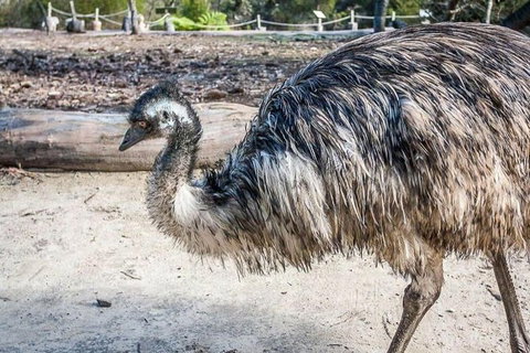 Kangaroo Encounter & Aboriginal Rock Arts Half-Day Trip From Sydney - Restaurant Gold Coast 2