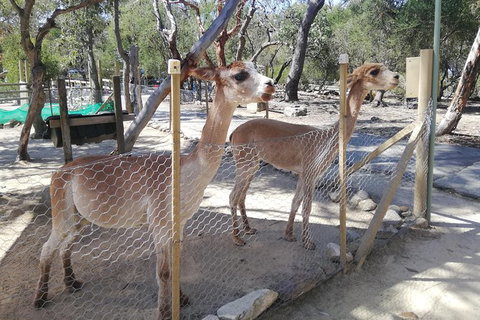 Kangaroo Encounter & Aboriginal Rock Arts Half-Day Trip From Sydney - Restaurant Gold Coast 5