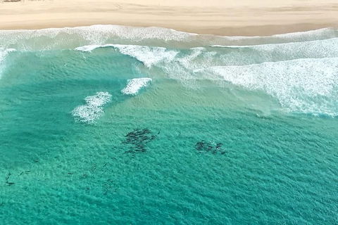 Coastal Helicopter Shared Flight - 20 Minutes - Restaurant Gold Coast 5