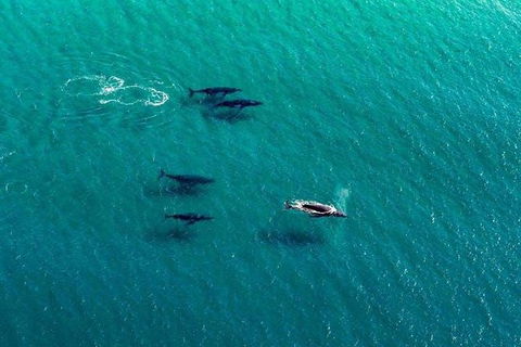 25-30 Minute Newcastle & Macquarie Helicopter Shared Flight - Restaurant Gold Coast 2