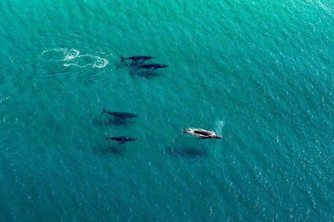 40-45 Minute Port Stephens And Stockton Beach Helicopter Flight - For 2 - Restaurant Gold Coast 5