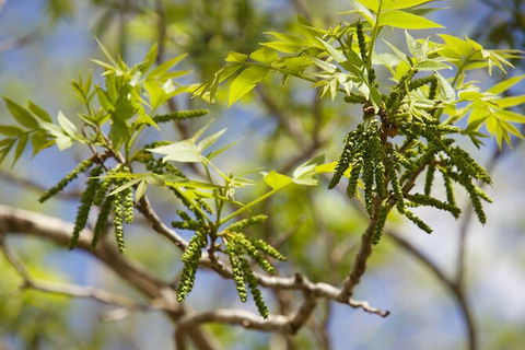 Pecan Farm Tour And Workshop, Byron Bay Hinterland - Restaurant Gold Coast 2