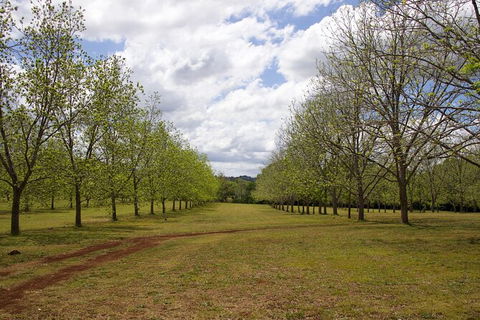 Pecan Farm Tour And Workshop, Byron Bay Hinterland - Restaurant Gold Coast 6