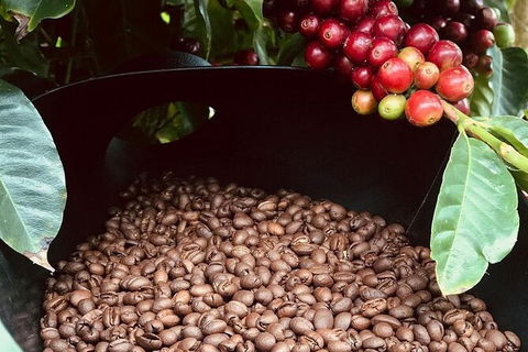 Coffee Farm Tour And Workshop, Byron Bay Hinterland - Restaurant Gold Coast 1