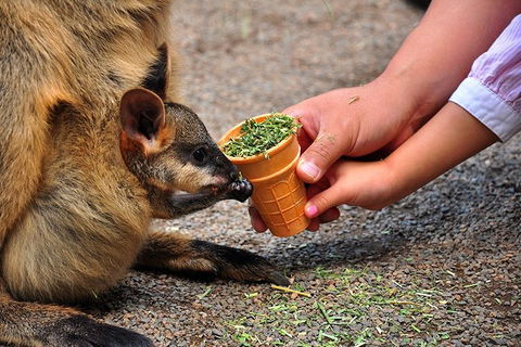 Blue Mountains Highlights & Wildlife Park - Restaurant Gold Coast 3