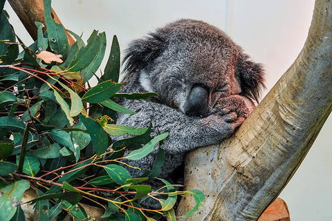 Blue Mountains Highlights & Wildlife Park - Restaurant Gold Coast 1