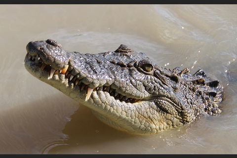 Pathfinder Jumping Crocodile Cruise Shuttle Bus - Restaurant Gold Coast 3