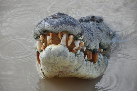 Jumping Crocodile Day Trip From Darwin - Restaurant Gold Coast 0