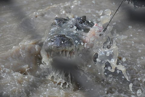 Jumping Crocodile Day Trip From Darwin - Restaurant Gold Coast 1