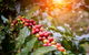 Boutique Atherton Tablelands Small-Group Food And Wine Tasting Tour From Cairns - thumb 6
