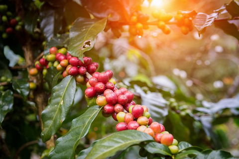 Boutique Atherton Tablelands Small-Group Food And Wine Tasting Tour From Cairns - Restaurant Gold Coast 6