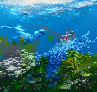 Full Day Snorkel In The Great Barrier Reef - Restaurant Gold Coast