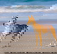 Fraser Island 4WD Tour from Rainbow Beach - Restaurant Gold Coast