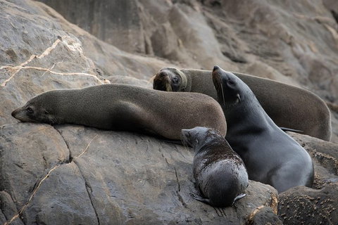 Kangaroo Island Ocean Safari - Snorkeling Safari - Restaurant Gold Coast 7