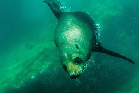 Kangaroo Island Ocean Safari - Snorkeling Safari - Restaurant Gold Coast 5